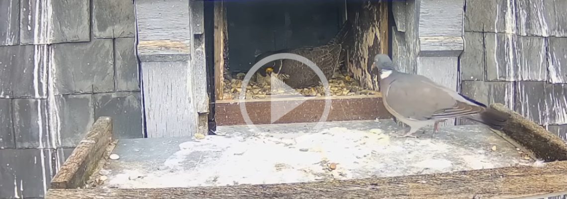 un pigeon s'invite dans un nid de faucons pèlerins