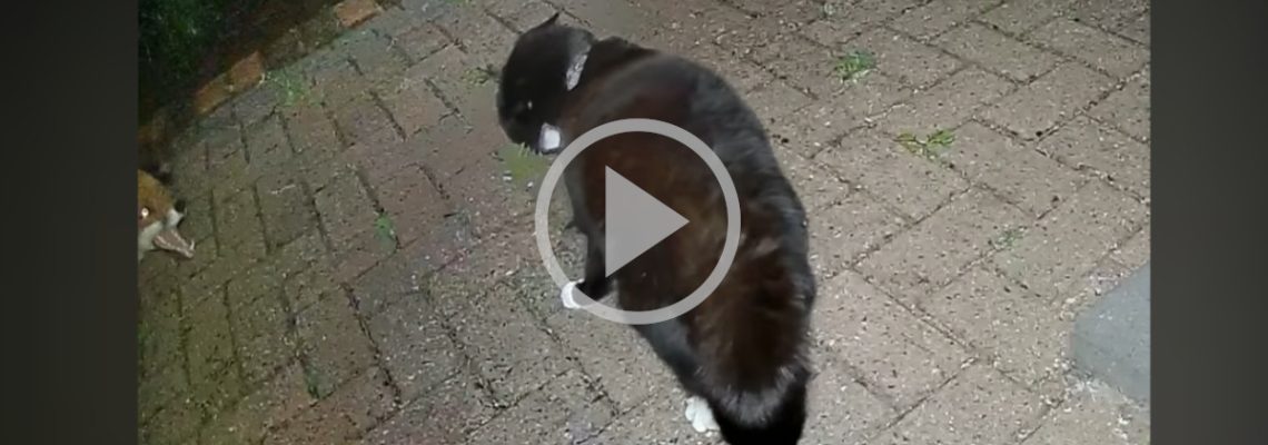 un renard attaque un chat devant une maison