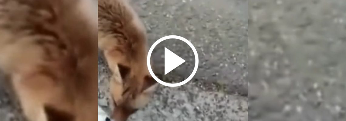 un renard attaque un couple sur un banc