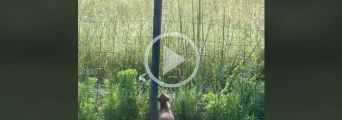 un renard court après un écureuil