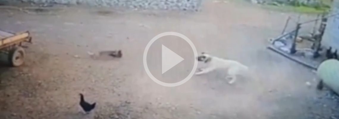 un renard vole une poule juste devant un kangal