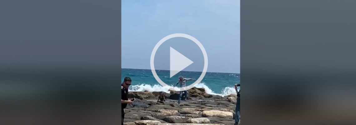 un sanglier abattu sur une plage espagnole