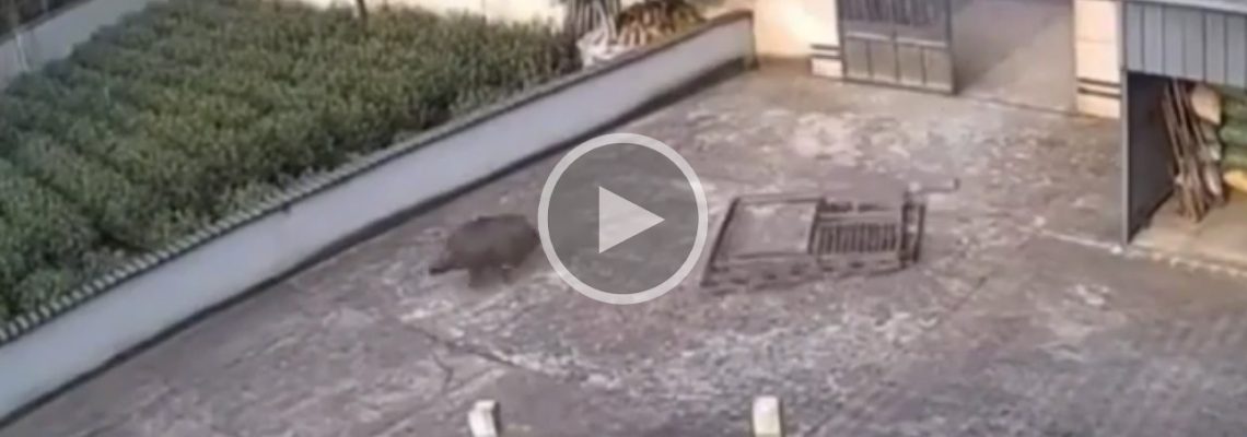 un sanglier defonce une grille