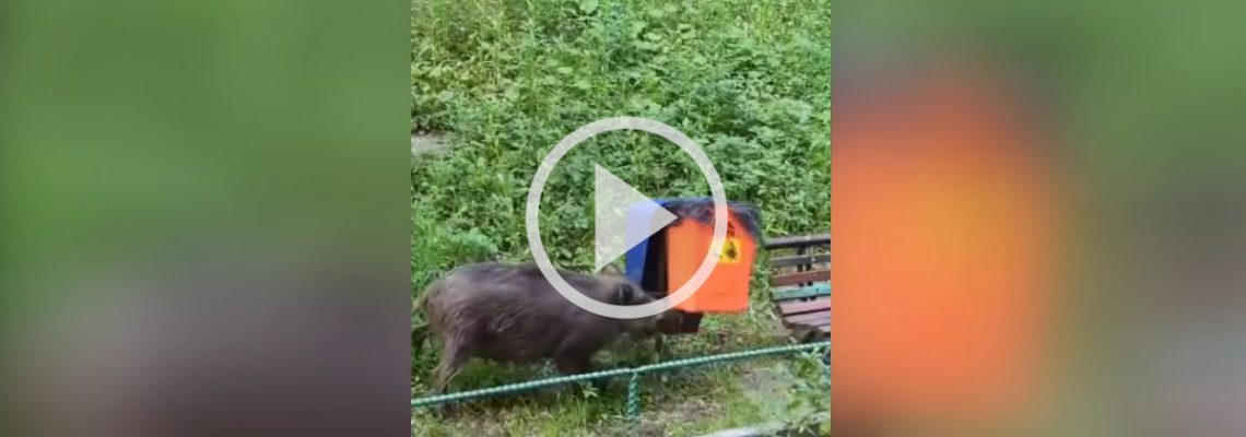 un sanglier expert en démontage de poubelle