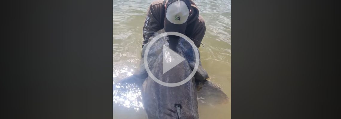 un silure de 2m61 pêché dans la saône