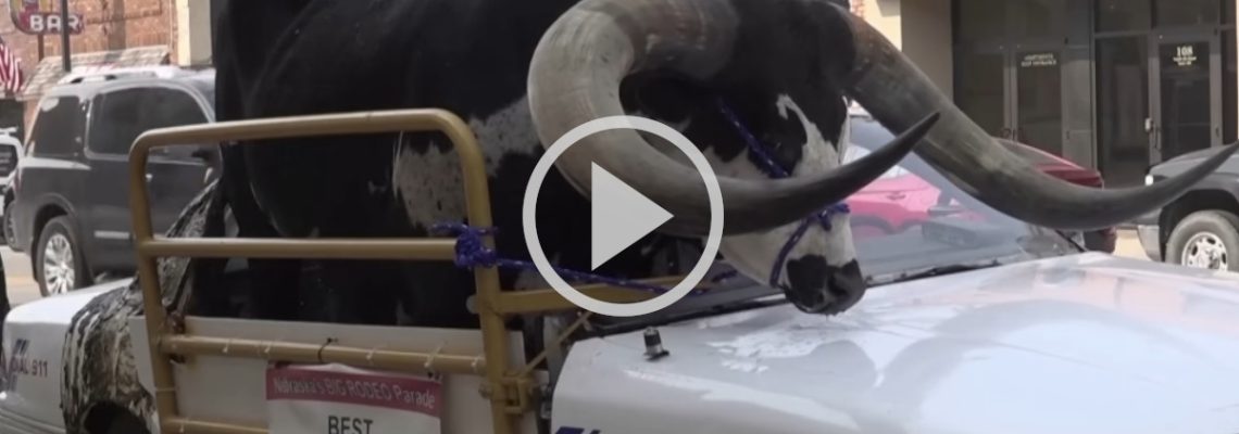un taureau en voiture