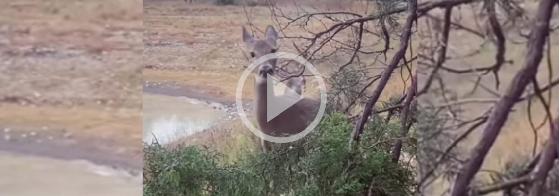 une chasse au canard ne se passe pas comme prévu