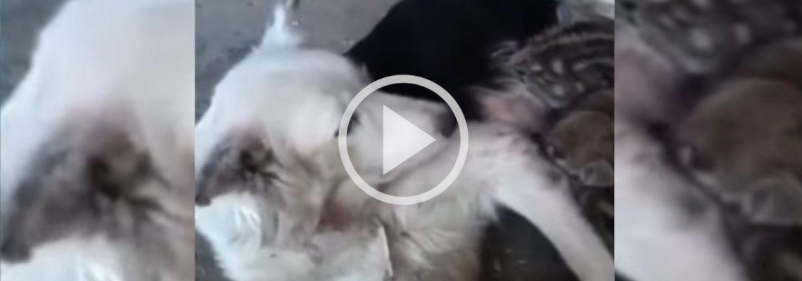 une chienne adopte des marcassins