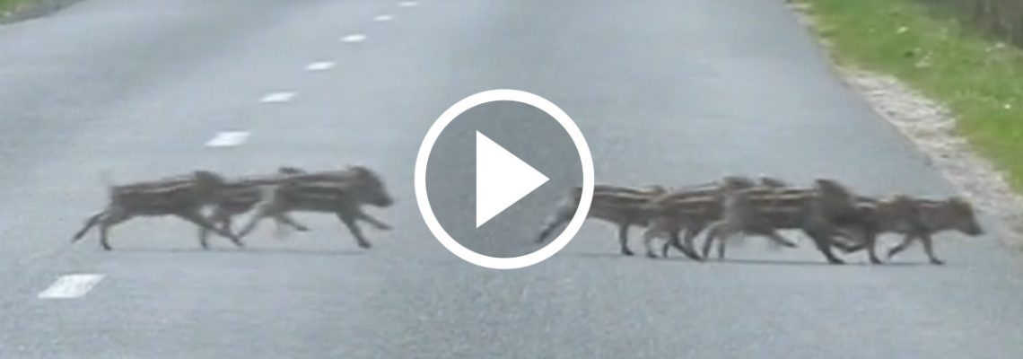 une compagnie avec beaucoup de marcassins