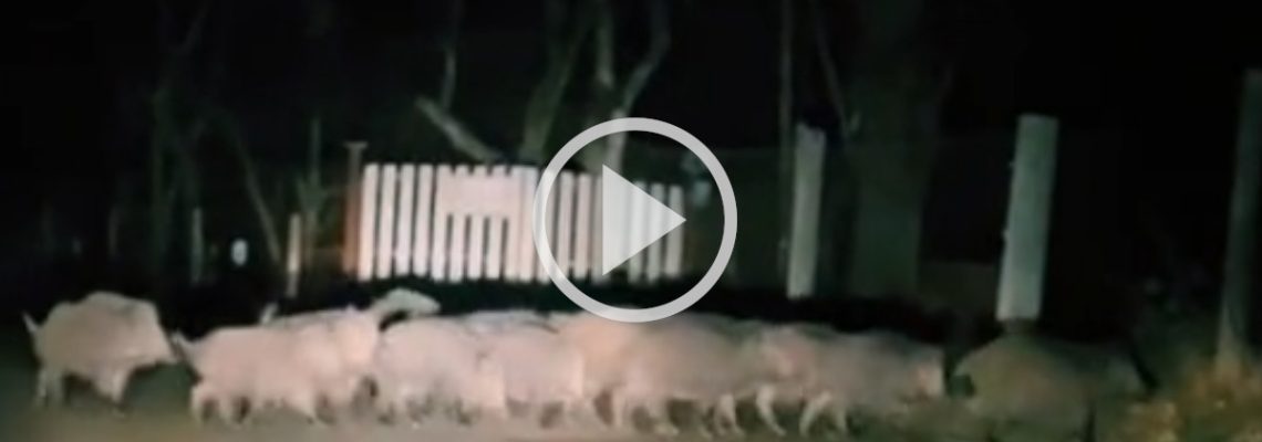 une compagnie de sangliers compacte devant un portail