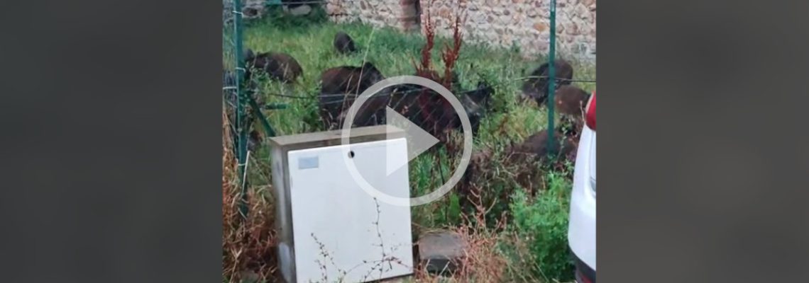 une compagnie de sangliers dans la cour d'une maison dans le gard