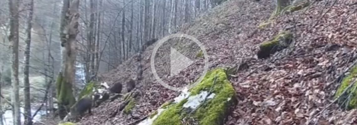 une compagnie de sangliers en file indienne