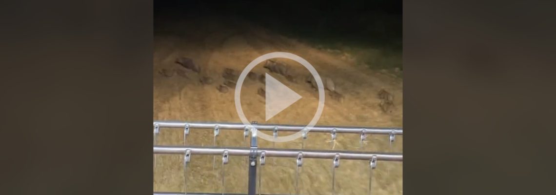une compagnie de sangliers fuit devant une moissonneuse