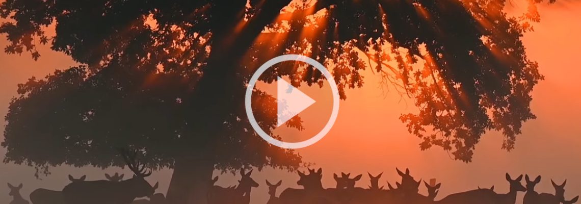 une harde dans la lumière du soleil levant