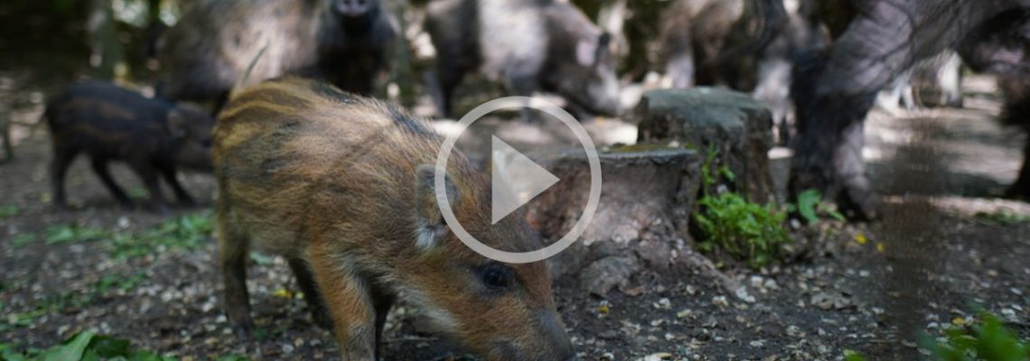 une impressionnante compagnie de sangliers