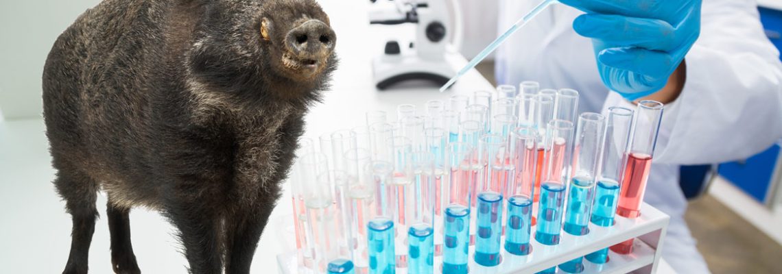 vaccin-peste-porcine-africaine-ppa