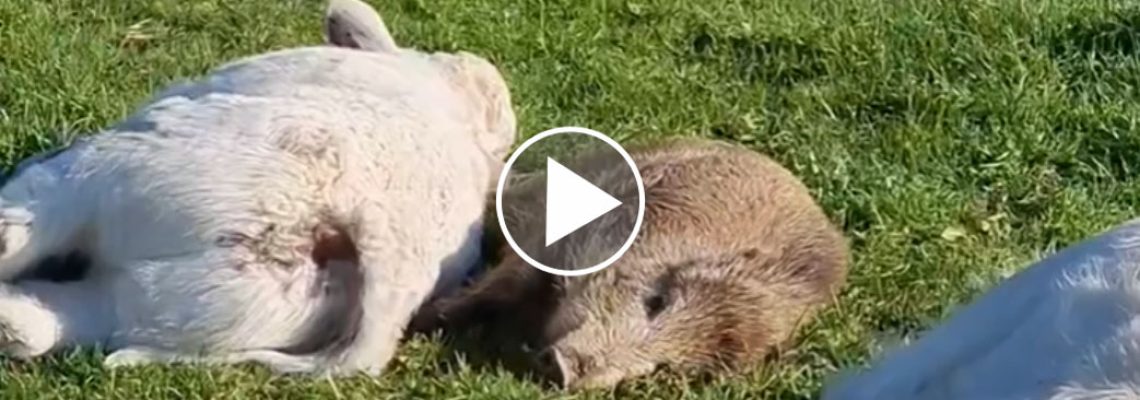 vache-sanglier