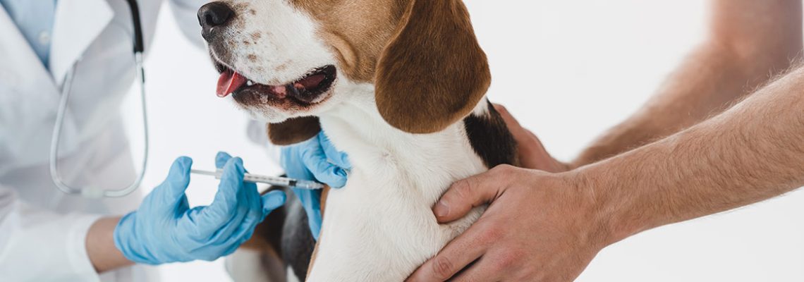 veterinaire-vaccin-chien