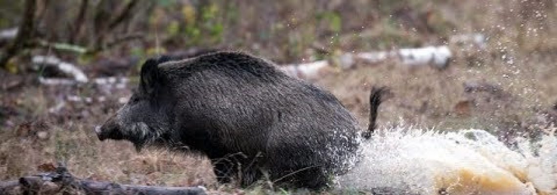 Vidéo : 100% chasse au sanglier en Bretagne