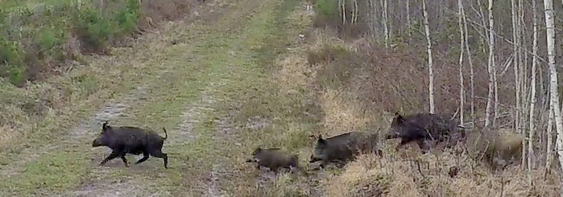 [Vidéo] Best-of saison de chasse 2019/2020