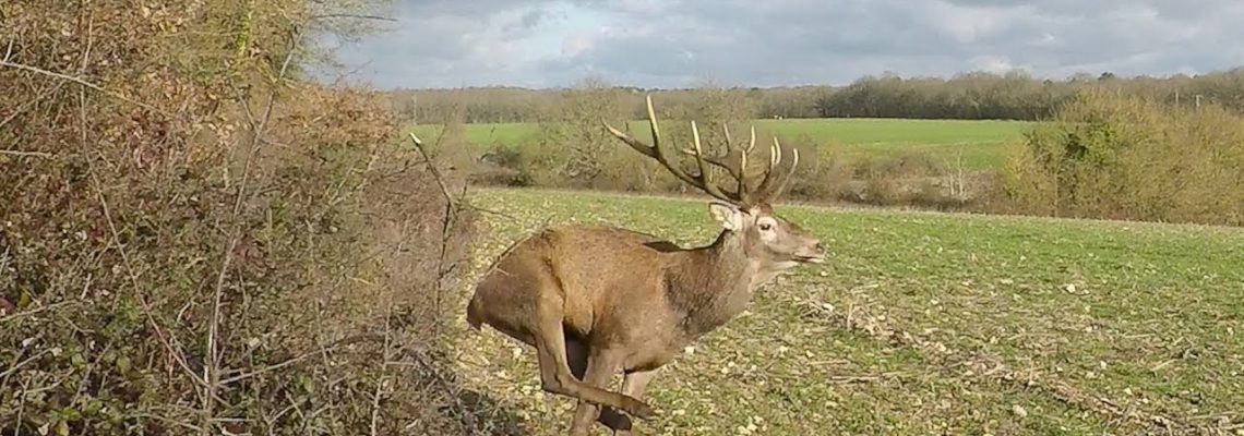 Vidéo : best of saison de chasse 20182019