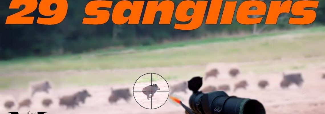 Vidéo : chasse à l’affût et tir d’une compagnie de 29 sangliers