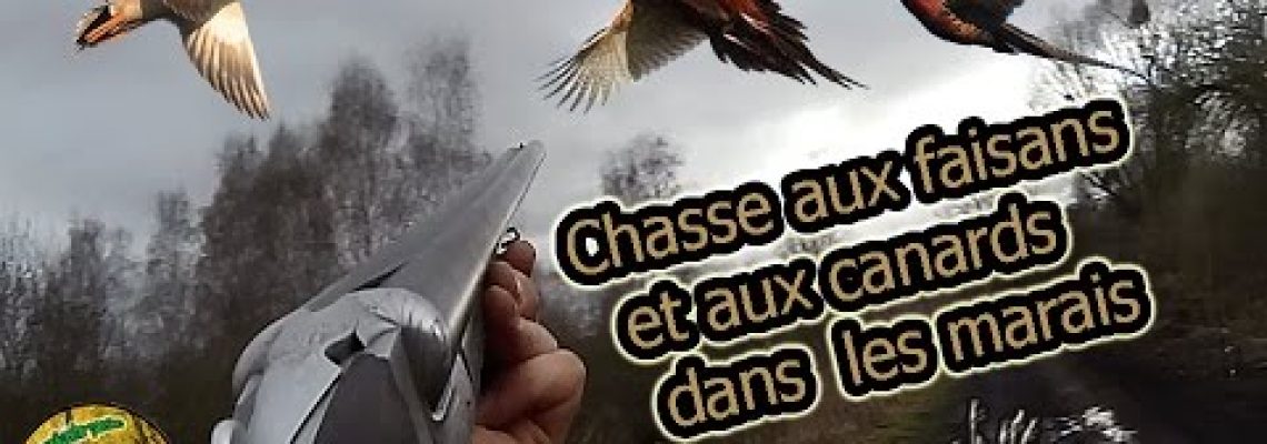 Vidéo : chasse aux canards et aux faisans à la verrerie de Saint-Gond