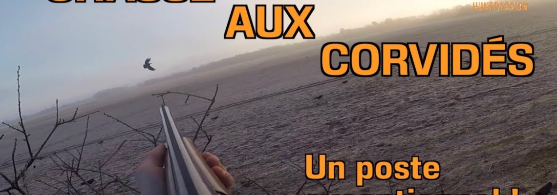 Vidéo : chasse aux corvidés
