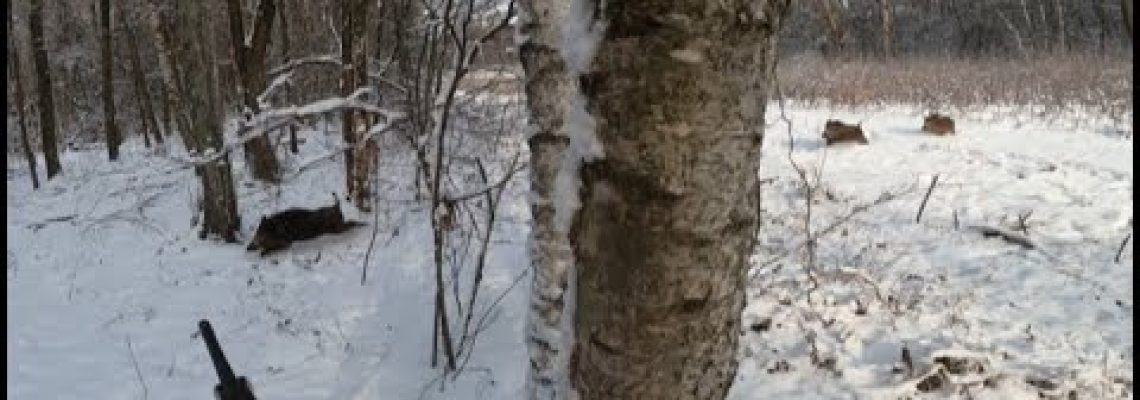 [Vidéo] Chasse en Moselle et triplé de sangliers