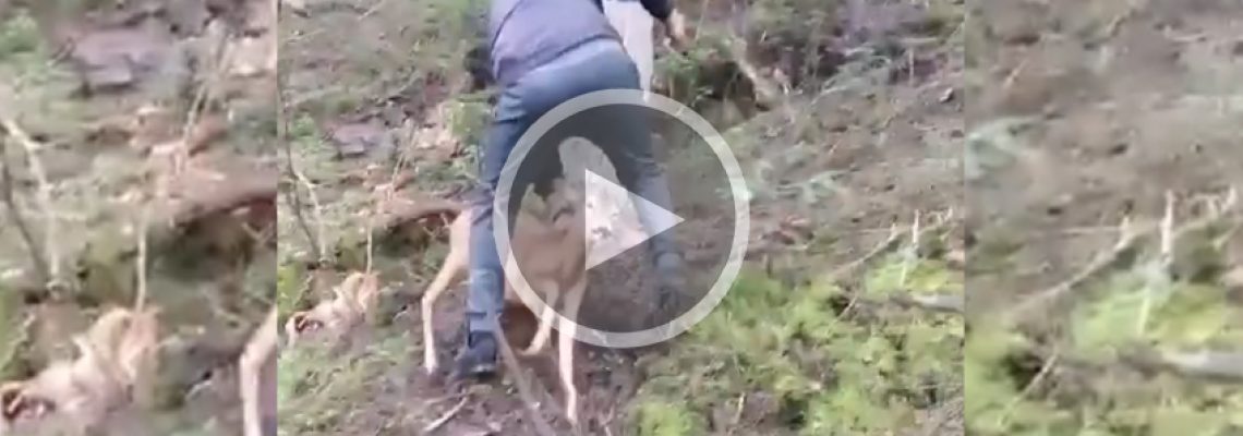 vidéo chevreuil contre ramasseur de champignon