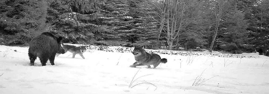 [Vidéo] Combat entres sangliers et loups