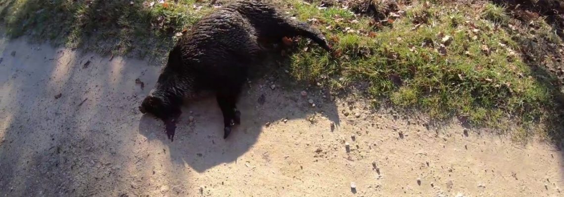 Vidéo : compilation de très beaux tirs sur sanglier