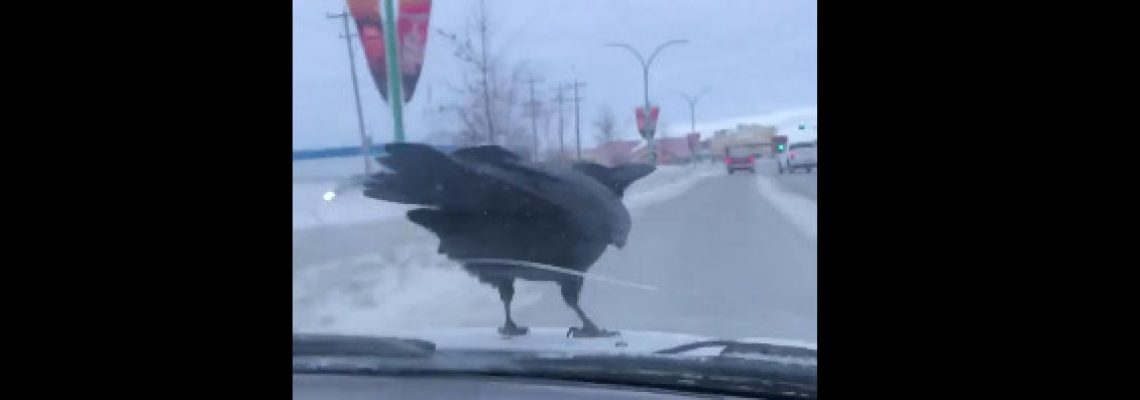 video-corbeau-capot-voiture