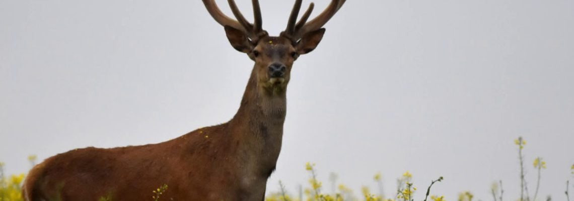 Vidéo : diaporama cerf en velours