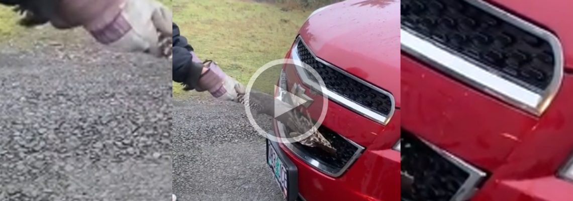 vidéo dinde dans la calandre