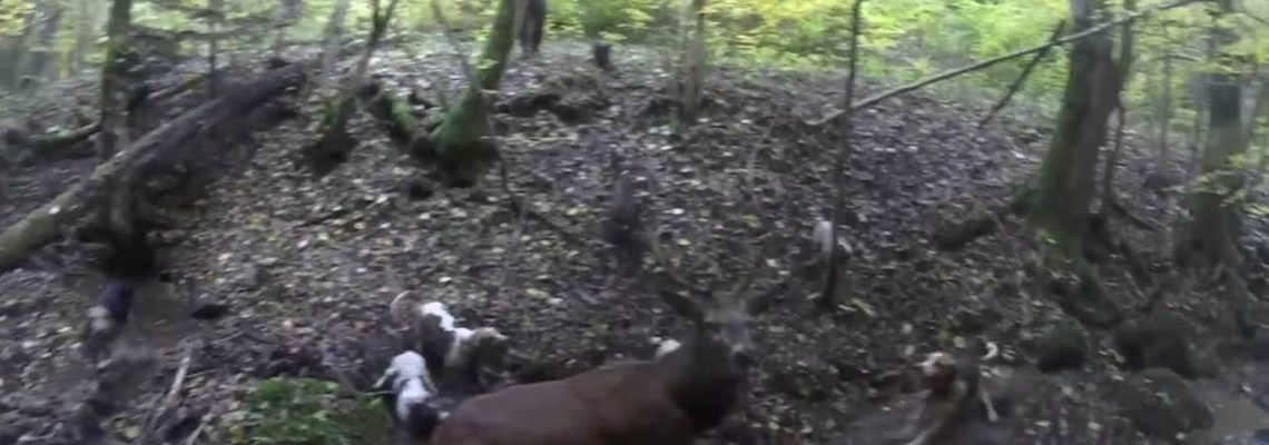 Vidéo : ferme sur un cerf