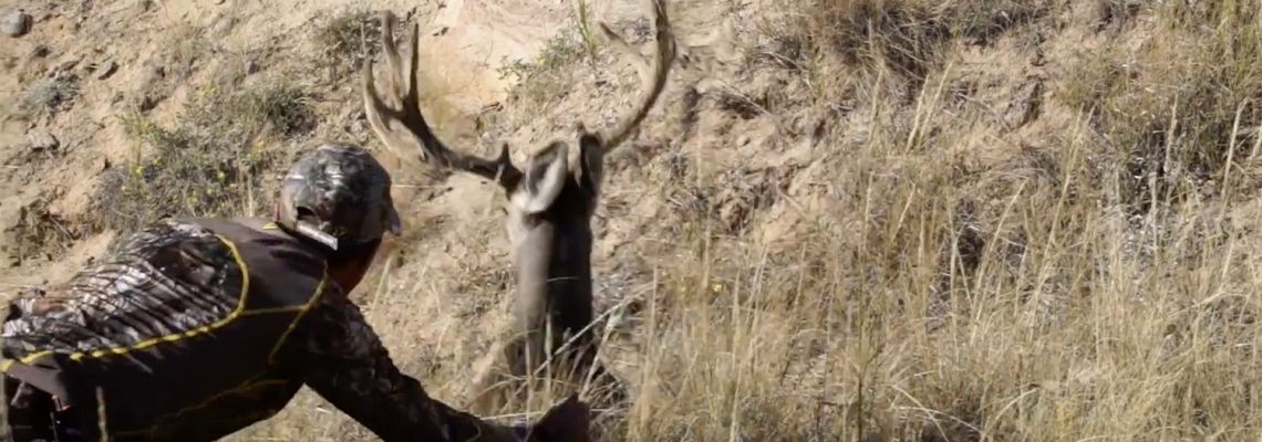 Vidéo : il approche un cerf de virginie et lui touche les bois