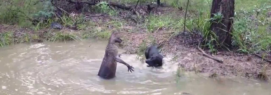 Vidéo kangourou VS chien