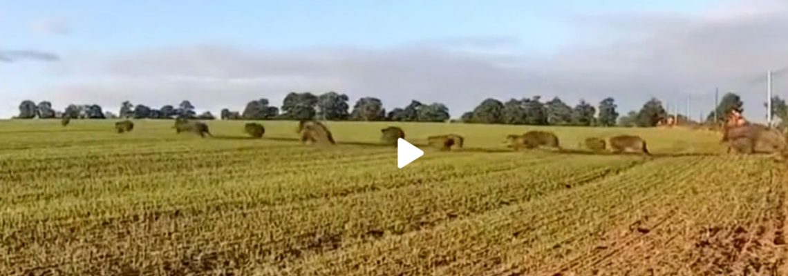 video-sangliers