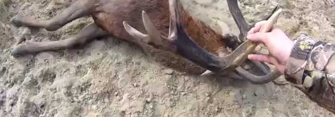 Vidéo : scènes et tirs de chasse en battue