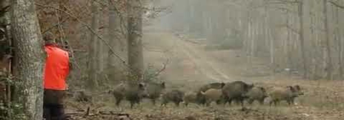 [Vidéo] Un chasseur avec beaucoup de sang froid