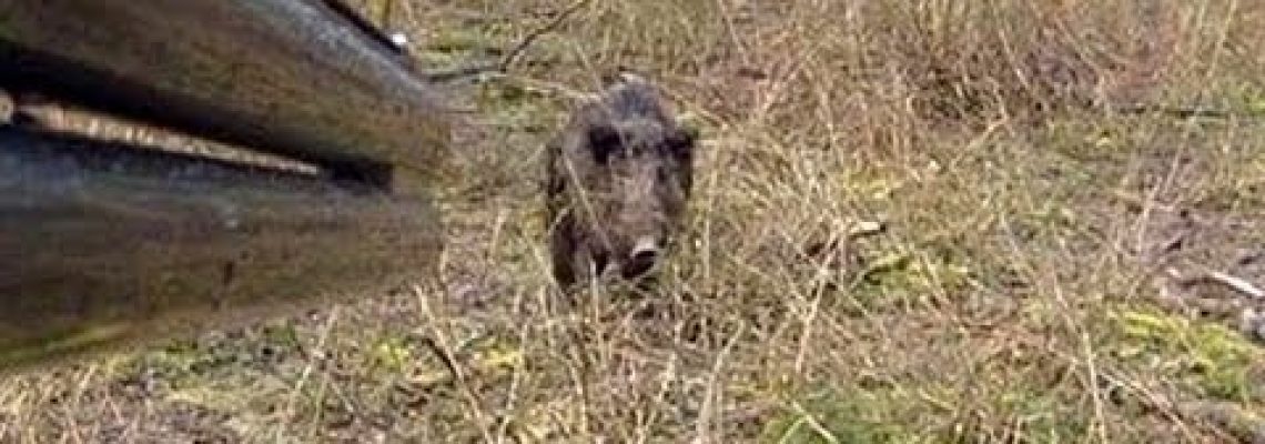 Vidéo : un chasseur chargé par un sanglier