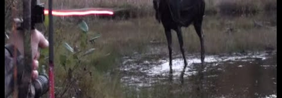 Vidéo : un chasseur très ému après avoir prélevé un énorme élan