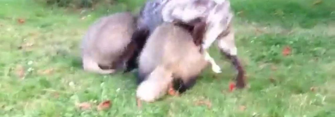 Vidéo : un chiens et 2 blaireaux meilleurs amis du monde !