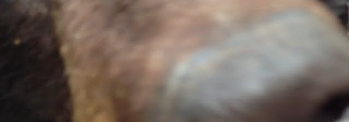 Vidéo : un ours noir grimpe à l’arbre pour renifler un chasseur à l’affut !