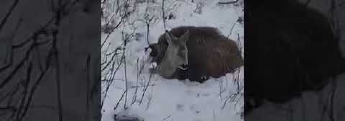 [Vidéo] Un sanglier et un chevreuil unis pour lutter contre le froid extrême
