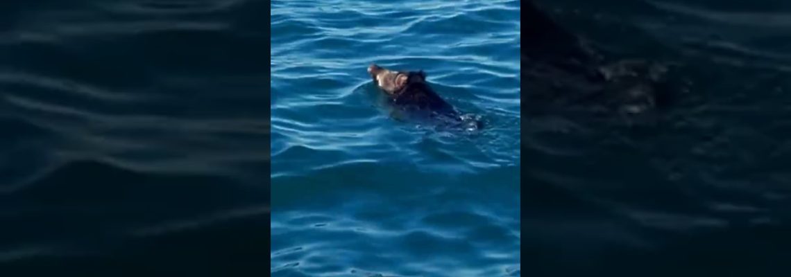 Vidéo: un sanglier filmé en pleine mer