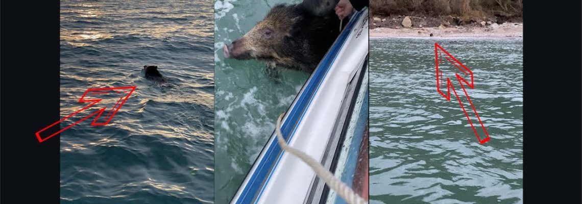 Vidéo : un sanglier « sauvé » au large de Deauville
