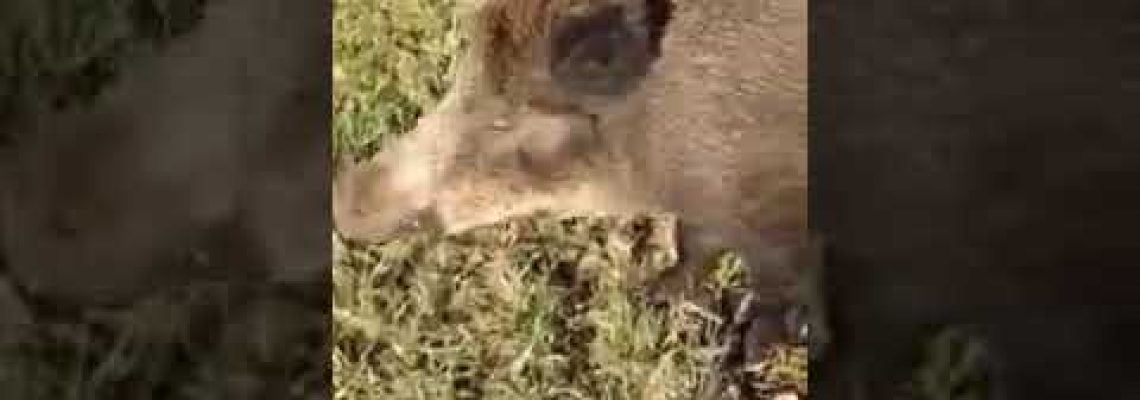 [Vidéo] Un sanglier vole le pique nique d’un chasseur