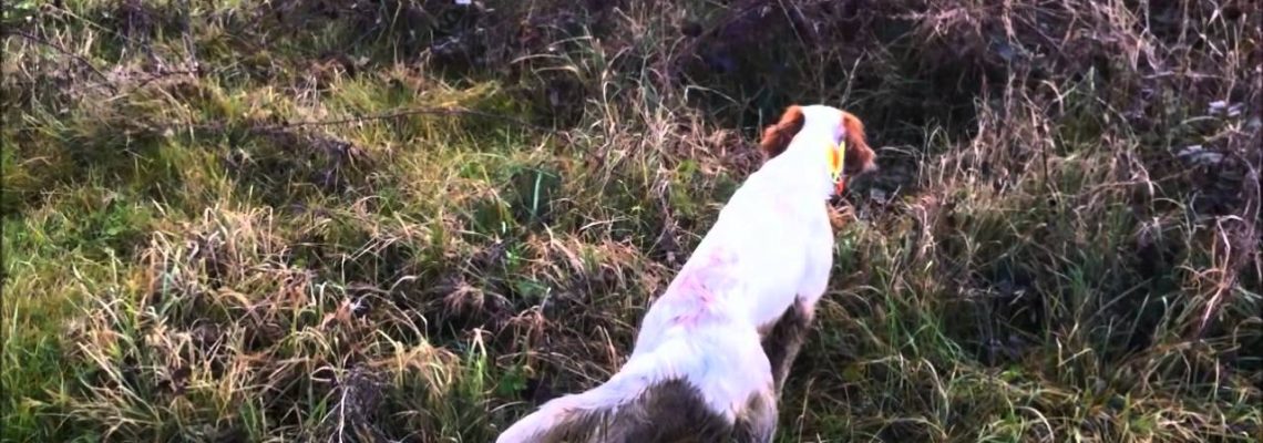 Vidéo : un setter anglais bien dressé !
